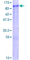 Human LMCD1 Protein (Recombinant GST)