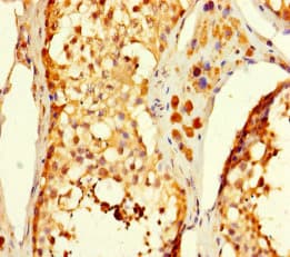 C5orf51 Antibody