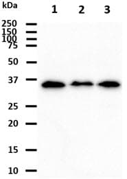 Monoclonal Mouse anti-Human KCTD15 Antibody (clone AT2B11, WB)