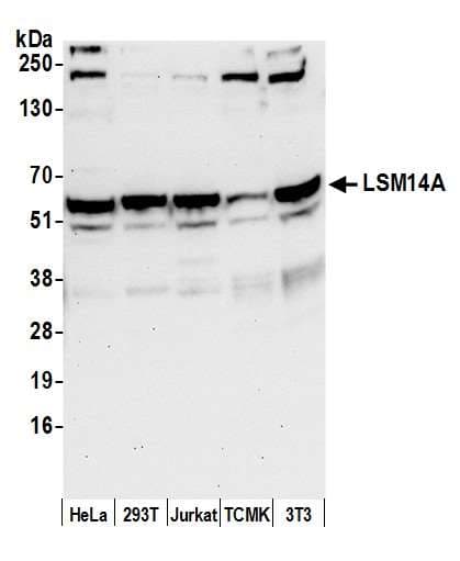 LSM14A Antibody (aa413-463)