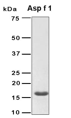Aspergillus fumigatus mitF Protein (Recombinant 6His, N-terminus)