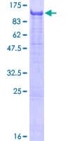 Human PDE4A / PDE4 Protein (Recombinant GST)