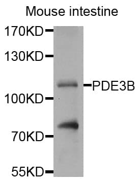 PDE3B Antibody