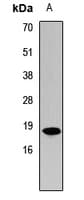 Polyclonal Rabbit anti-Human HIST3H3 Antibody (IHC, IF, WB)