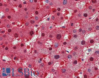 IHC-plus™ Monoclonal Mouse anti-Human LDHA / LDH1 Antibody (IHC, WB)