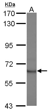 STAM2 Antibody
