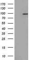 CDCP1 Antibody (clone OTI4F1)