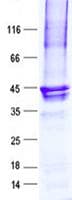 Human PRY2 Protein (Recombinant GST, N-terminus + His, C-terminus)