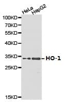 HMOX1 / HO-1 Antibody