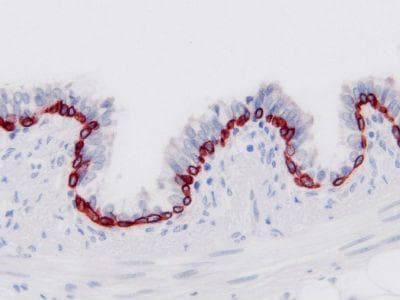 Monoclonal Mouse anti-Porcine Keratin, Basal Cell Antibody (clone PLB42, IHC, WB)