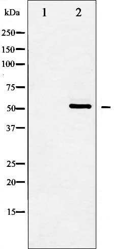HDAC2 Antibody