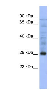 PSMA5 Antibody (aa143-192)