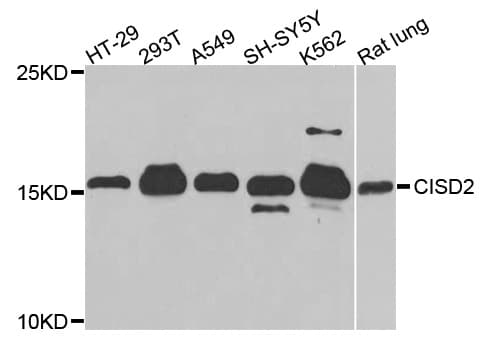 NAF-1 / CISD2 Antibody