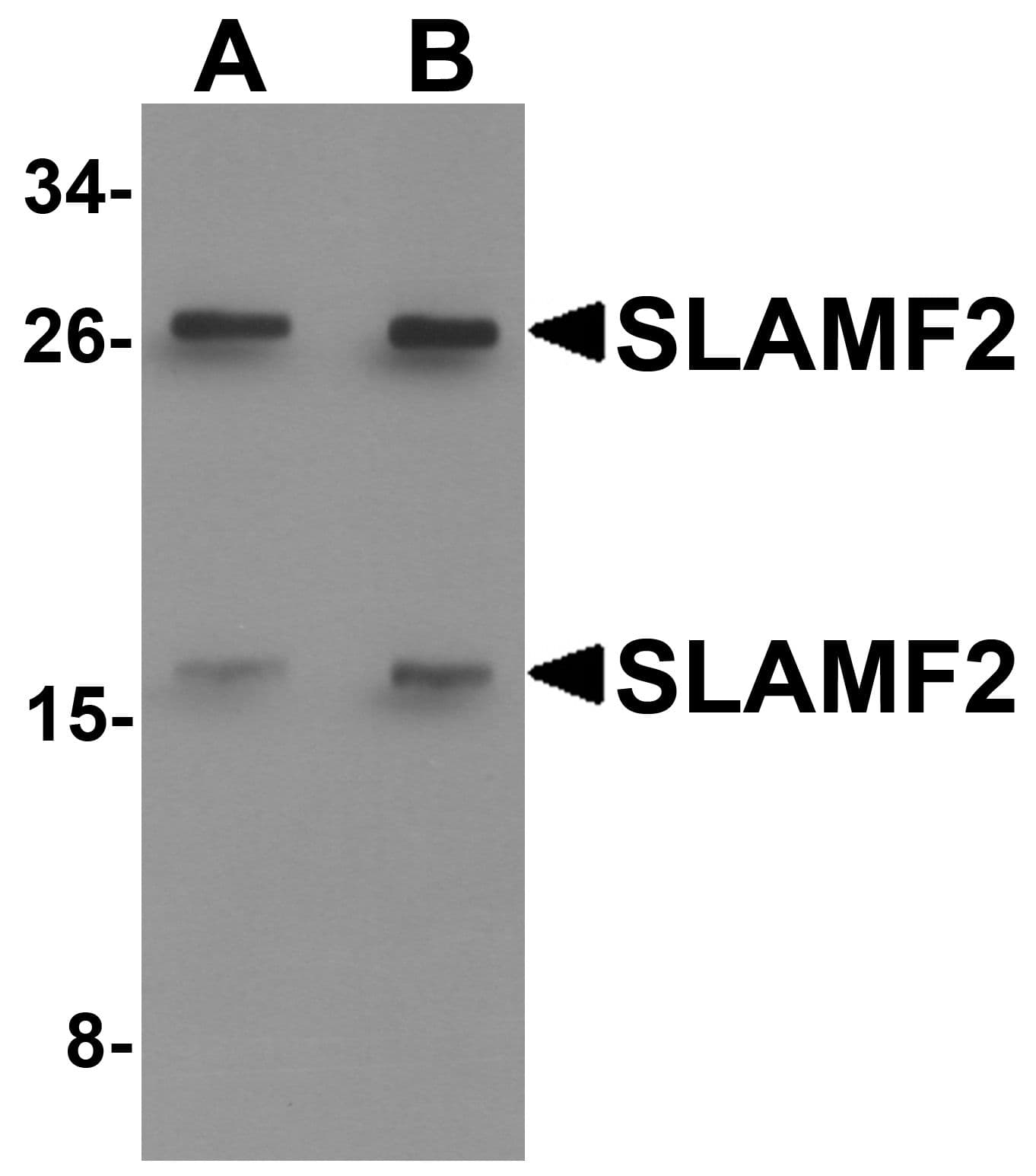 CD48 Antibody