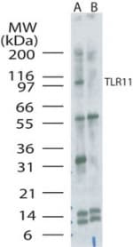 Polyclonal Rabbit anti-Mouse Tlr11 Antibody (aa900-950, WB)