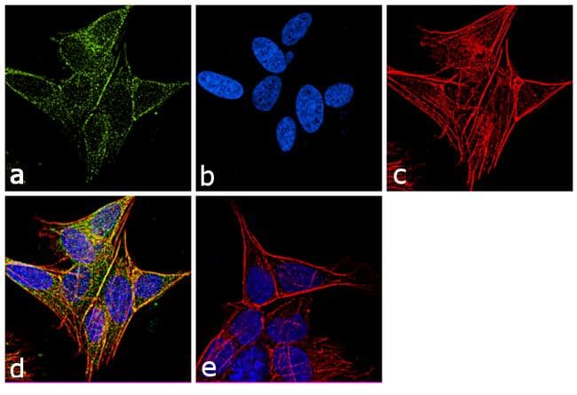 TUBB3 / Tubulin Beta 3 Antibody (Amino Acid: 441-448, clone TU-20)
