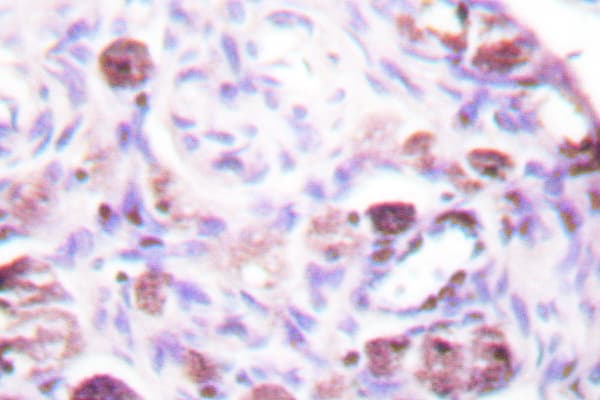 DAXX Antibody (Lys662)