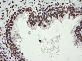 FBXO21 Antibody (clone OTI6E7, Carrier-free)