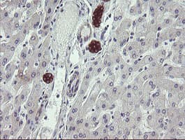 SCFD1 / SLY1 Antibody (clone OTI3F2, Carrier-free)