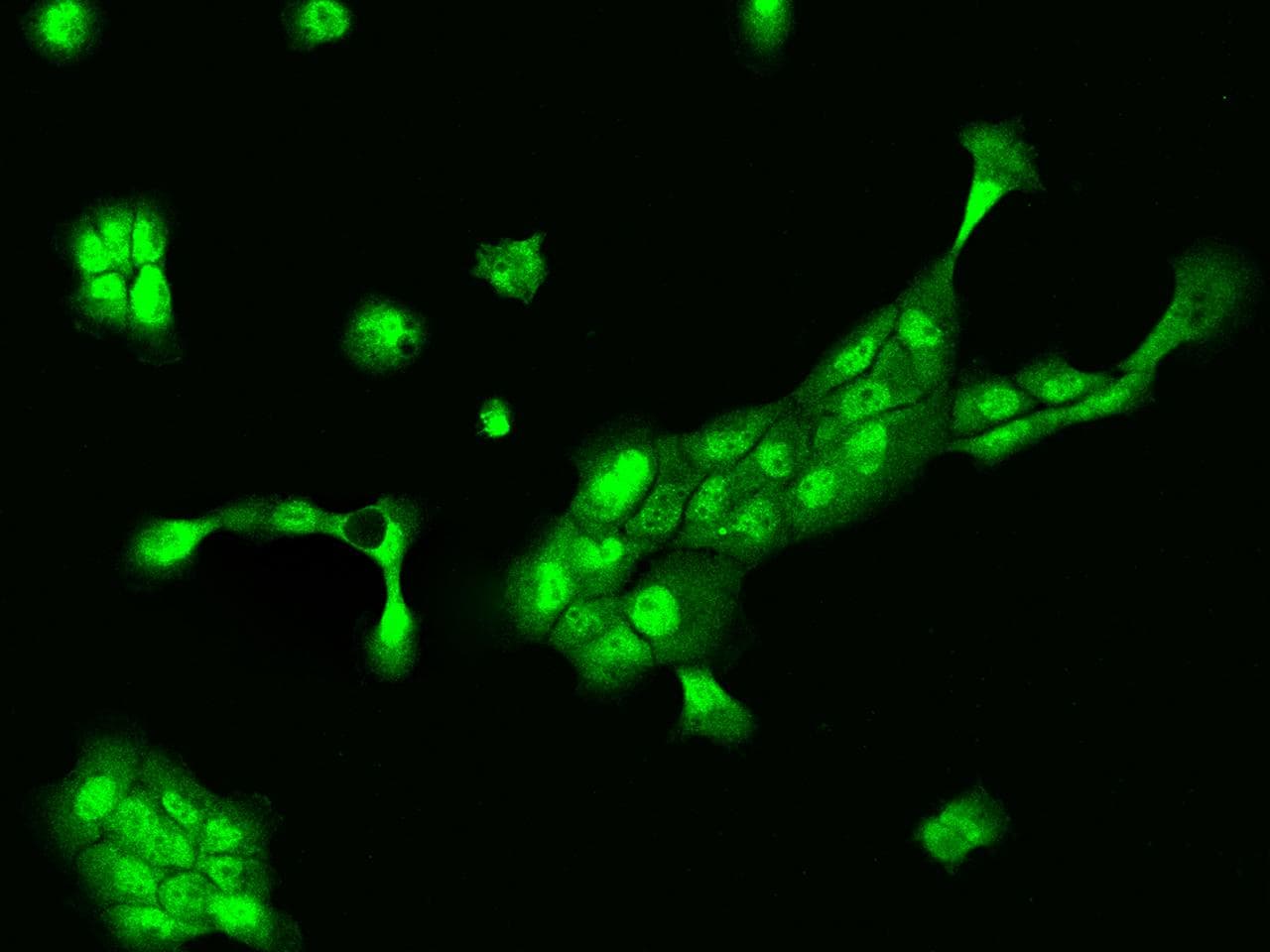 ING1 Antibody