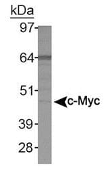 Myc Tag Antibody (aa408-420, clone 9E11)