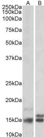 IHC-plus™ NRGN / Neurogranin Antibody (aa45-55)