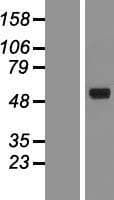 CHIA / Amcase Protein (Over-Expression Lysate Myc-DDK (Flag))