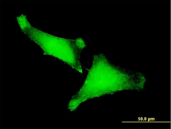Monoclonal Mouse anti-Human ZNF175 Antibody (clone 1C2, IF, WB)