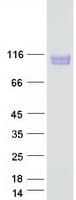 Human SEMA4B / Semaphorin 4B Protein (Recombinant Myc-DDK (Flag))