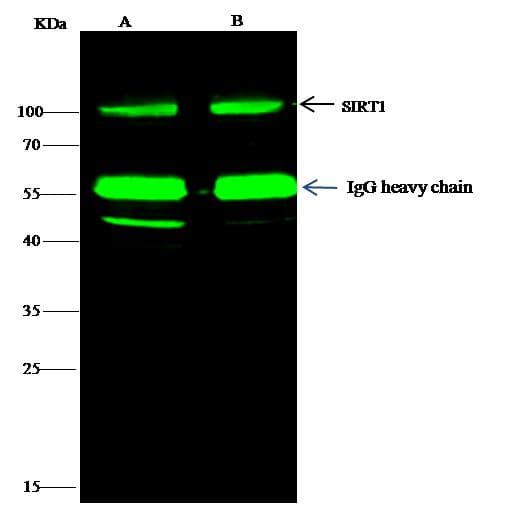 SIRT1 / Sirtuin 1 Antibody (Preservative Free)