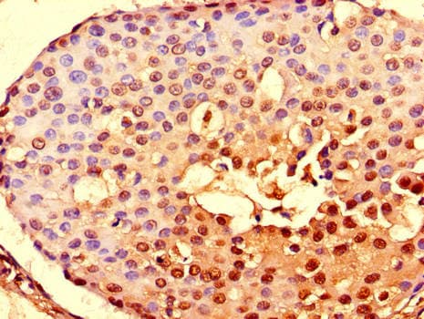 NOTCH3 Antibody