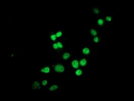 HES1 / HES-1 Antibody (clone OTI2D2)
