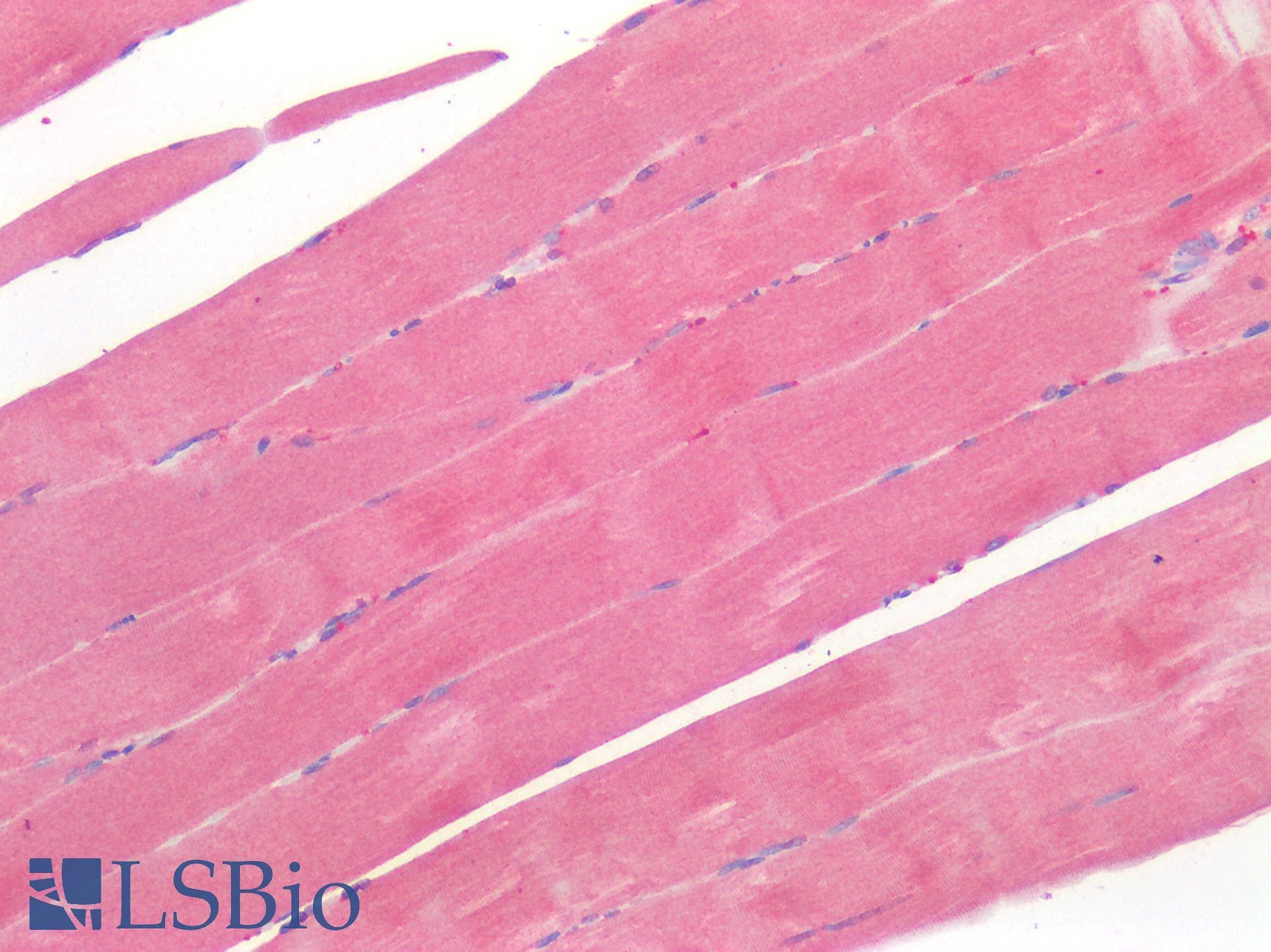 IHC-plus™ BMP4 Antibody