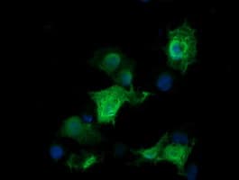 RAB30 Antibody (clone OTI3B7)