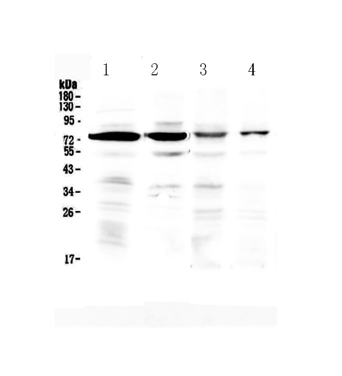 Polyclonal Rabbit anti-Human IBSP / Bone Sialoprotein Antibody (WB)