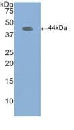 ACTB / Beta Actin Antibody (aa1-375, APC)