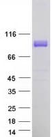 Human Niban-Like Protein 1 (Recombinant Myc-DDK (Flag))