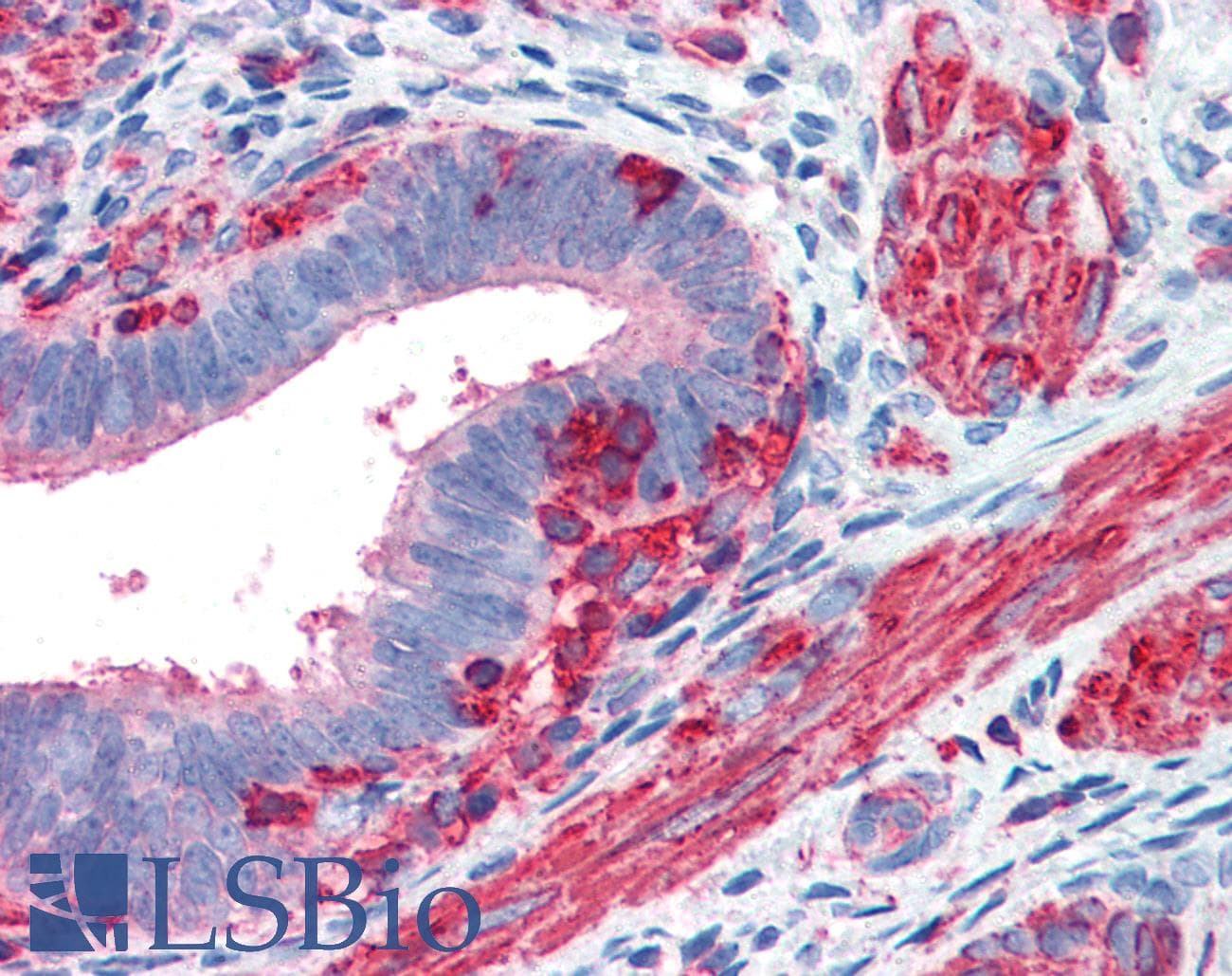 IHC-plus™ ACTB / Beta Actin Antibody