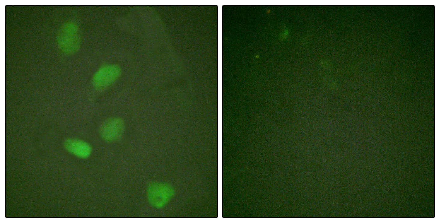 Polyclonal Rabbit anti-Human HDAC3 Antibody (aa379-428, IHC, IF, WB)