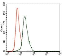 Monoclonal Mouse anti-Human KRT13 / CK13 / Cytokeratin 13 Antibody (clone 3G4, Amino Acid: 143-295, WB)