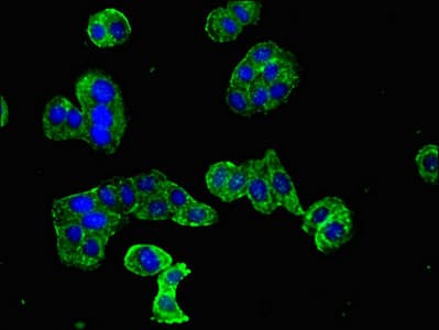 DOC2B Antibody