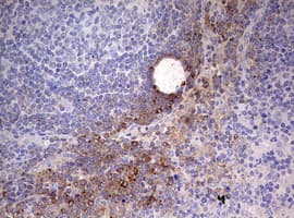 OAS2 Antibody (aa60-335, clone OTI5E1)