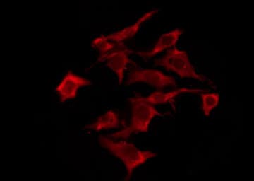 OR10S1 Antibody