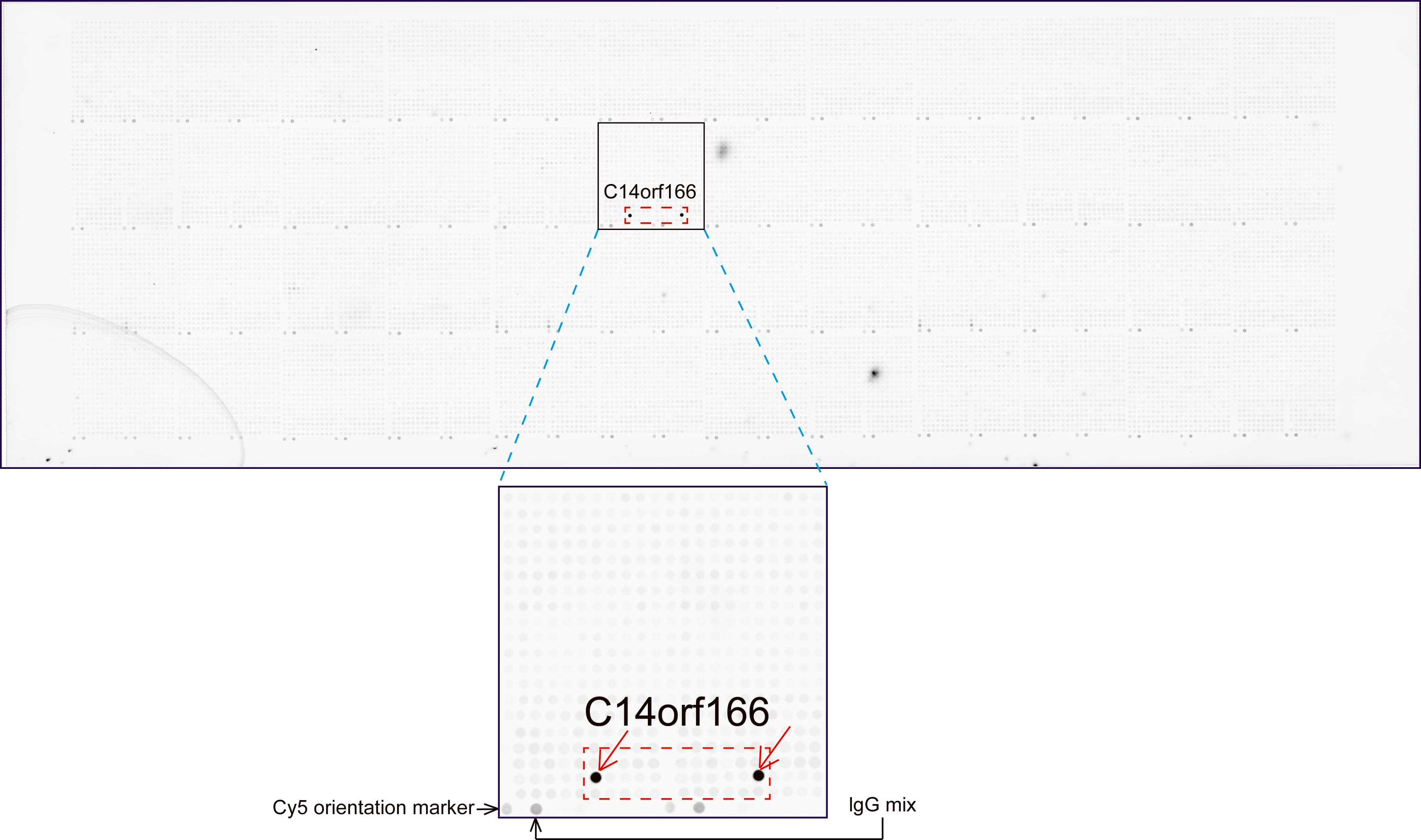 C14orf166 Antibody (clone UMAB175)