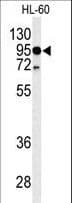 TLR4 Antibody (aa669-698)