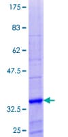 Human NPFF Protein (Recombinant GST)