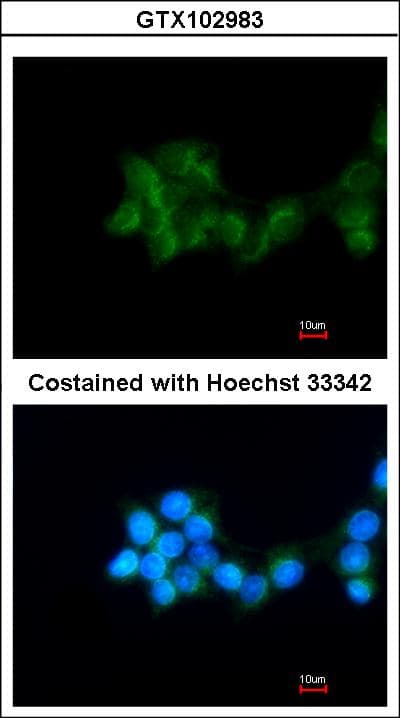 BHMT Antibody (aa199-406)