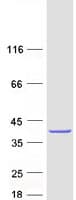 Human CWC15 Protein (Recombinant Myc-DDK (Flag))