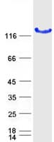 Human LRRC50 Protein (Recombinant Myc-DDK (Flag))