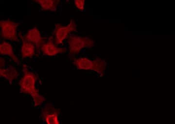 CLCNKA Antibody